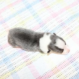 Sherry Shirl - Blue female Pembroke Welsh Corgi puppy in Morton, Mississippi from Crown AB Farms Pembroke Welsh Corgis