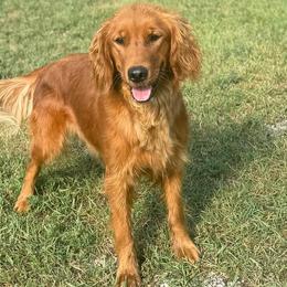 Skittles - Golden Retriever