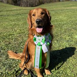 Rucker - Golden Retriever
