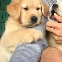 Golden Retriever Puppies from OPK GOLDENS