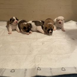 Akita Puppies from Gloe Akita's