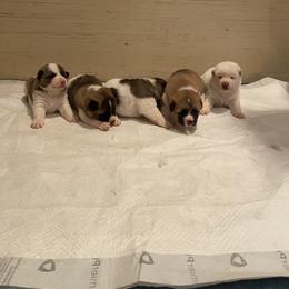 Akita Puppies from Gloe Akita's