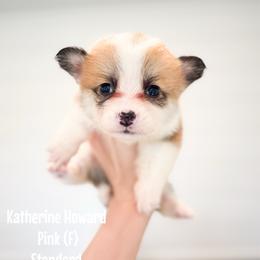Pink - Katherine Howard (standard) - Red female Pembroke Welsh Corgi puppy in Milan, Georgia from Williams’ Welsh Corgis LLC