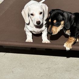 Dachshund Puppies from Empire's Dachshunds