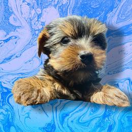 Blue - Black and tan male Yorkshire Terrier puppy in Pomona, California from Lunio's Yorkies