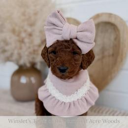 Kanga - Red  female Goldendoodle puppy in Roanoke Rapids, North Carolina from Sweeter than Honey Doodles