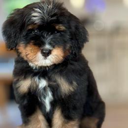 Superman - Tri-color male Bernedoodle puppy in Yuciapa, California from AlltheDoodlez_