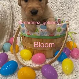 Girl 3 - Golden Retriever puppy in Victorville, California from Martinez Goldens
