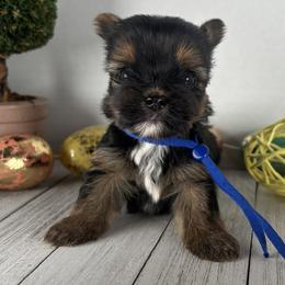 Blue Boy - Black and tan male Yorkshire Terrier puppy in Dahalonega, Georgia from Country Dog Kennels.