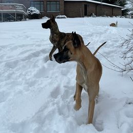 Great Danes from Aric A's Great Danes