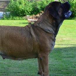 Mastiffs from Rahas Mastiffs