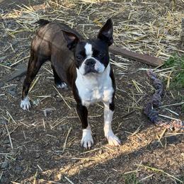 Olivia - Boston Terrier