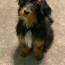 Aussiedoodle and Bernedoodle All Grown Up from Imels Doodles