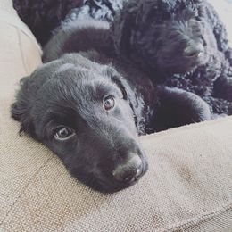 Goldendoodle Puppies from Robinson Doodles