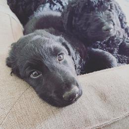 Goldendoodle Puppies from Robinson Doodles