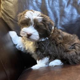 S'Mores - Chocolate male Havanese puppy in Lancaster, South Carolina from 3 Bs Havanese-PUPPIES with  PURPOSE