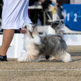 Chinese Crested All Grown Up from Crest-Vue Chinese Cresteds