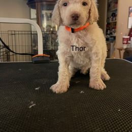 Thor - Poodle puppy in Kentucky from Stacey's Poodles