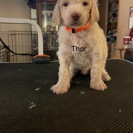 Thor - Poodle puppy in Kentucky from Stacey's Poodles
