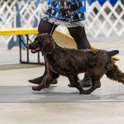 Boykin Spaniel and Nova Scotia Duck Tolling Retriever Puppies from Beekauz Kennel