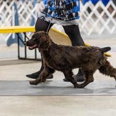 Boykin Spaniel and Nova Scotia Duck Tolling Retriever Puppies from Beekauz Kennel