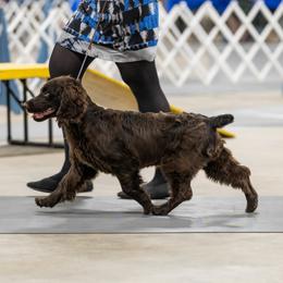 Boykin Spaniel and Nova Scotia Duck Tolling Retriever Puppies from Beekauz Kennel