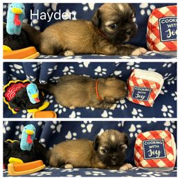 Hayden - Golden male Lhasa Apso puppy in Cincinnati, Ohio from Shangri-La Lhasa Apsos
