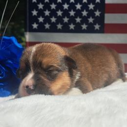 Sybil Ludington - Sable female American Corgi puppy in Gouverneur, New York from St. Lawrence Corgis