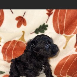 Yorkipoo Puppies from Kdash_yorkies