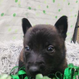 Green - Fawn sable male Belgian Malinois puppy in Boise, Idaho from Wings of Freedom Retrievers and Malinois