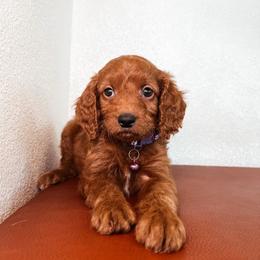 F1B Small Goldendoodle Tulip - Red  female Goldendoodle puppy in Redding, California from Casa Delarosa Poodles & Doodles Collective