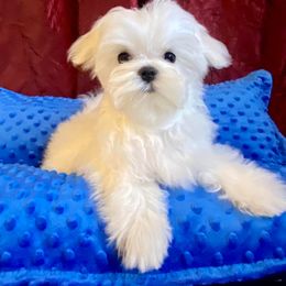 Maltese Puppies from Bella Dolce Maltese