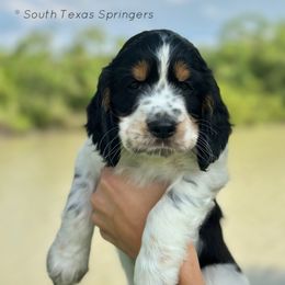 English Springer Spaniel Puppies from South Texas Springers