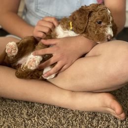 Australian Labradoodle, Double Doodle, Goldendoodle, and Labradoodle Puppies from Lake Mountain Doodle
