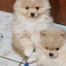 Pomeranians from Nava Pomeraninans
