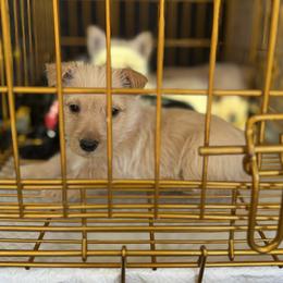 Wheaten Girl - pink collar - Wheaten female Scottish Terrier puppy in Wellston, Ohio from White Apple Kennel