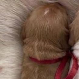 Crimson - Red female Cavapoo puppy in Smithfield, Utah from Shoemaker Farm & Cavapoo Kennel