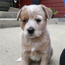 Violet - Red speckled female Australian Cattle Dog puppy in Lynd, Minnesota from Diamond Falls Cattle Dogs