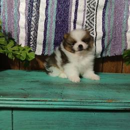 Magic Carpet - Tri-colored male Pomeranian puppy in Ada, Oklahoma from Once Upon A Fluff
