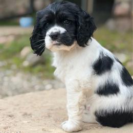 Hercules - Black and white male Cocker Spaniel puppy in Lily, Wisconsin from Sylvan Acres Spaniels