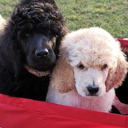 Poodles from Palmetto Standard Poodles