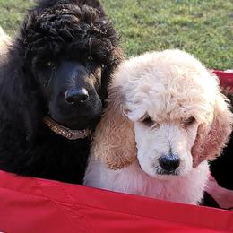 Poodles from Palmetto Standard Poodles