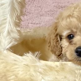 Poodles from Too Cute Toy Poodles