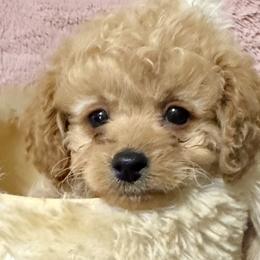 Poodles from Too Cute Toy Poodles