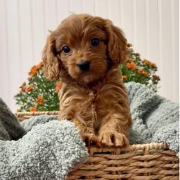 Octavia - Red female Cavapoo puppy in Knoxville, Tennessee from Duke’s Forever Doodles