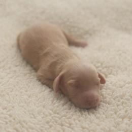 RIP - Cream male Dachshund puppy in Indiantown, Florida from Turquoise River Minature Dachshunds