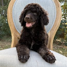 Poodle Puppies from Solara Kennels