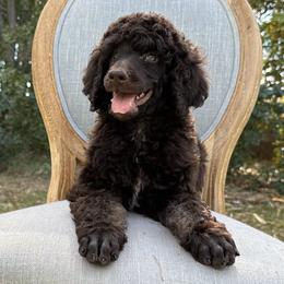 Poodle Puppies from Solara Kennels