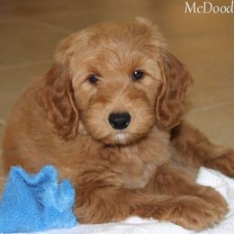 "English Goldendoodle Puppy from Moss Creek Goldendoodles" Goldendoodle and Schnoodle Puppies from Moss Creek Goldendoodles