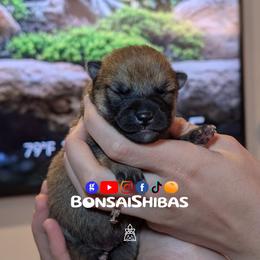 WONTON - Red male Shiba Inu puppy in Minnesota from BonsaiShibas